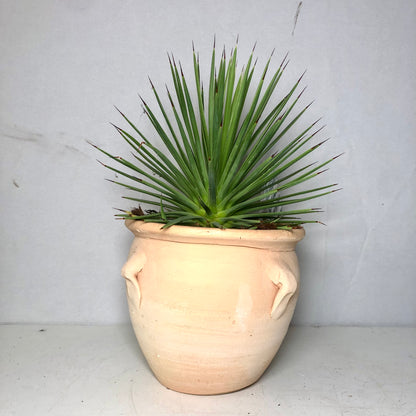 Agave Nana In 16 Cm 'kruik La Vica' pot