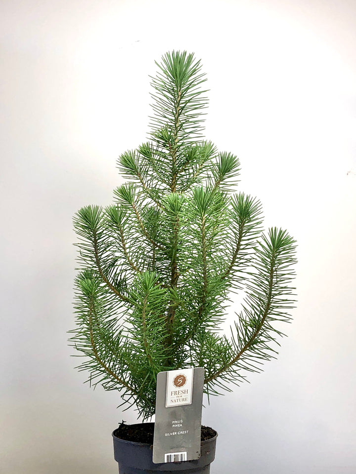 Pinus Silver Crest