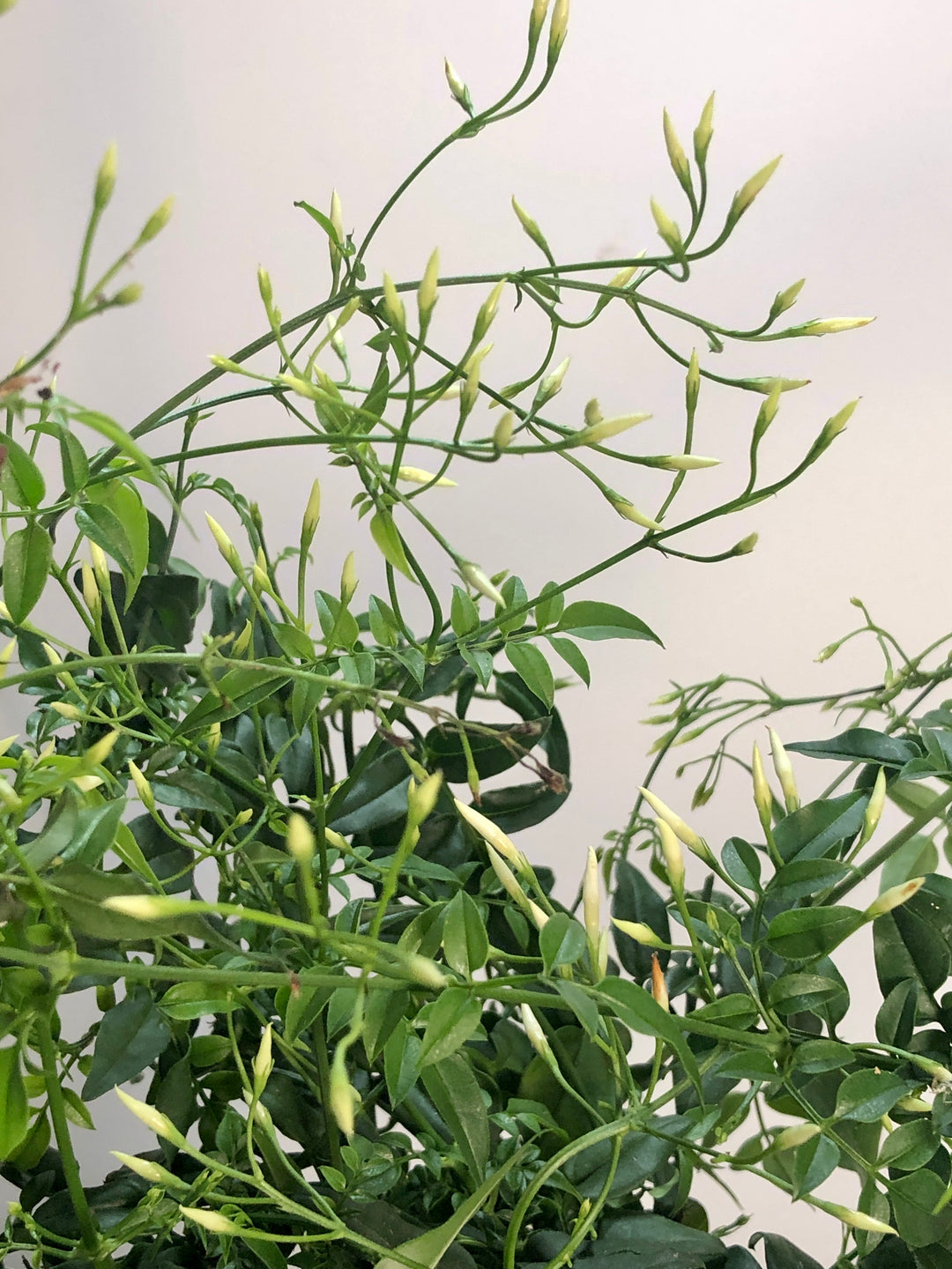 Jasmine - Jasminum polyanthum Winter Jasmine