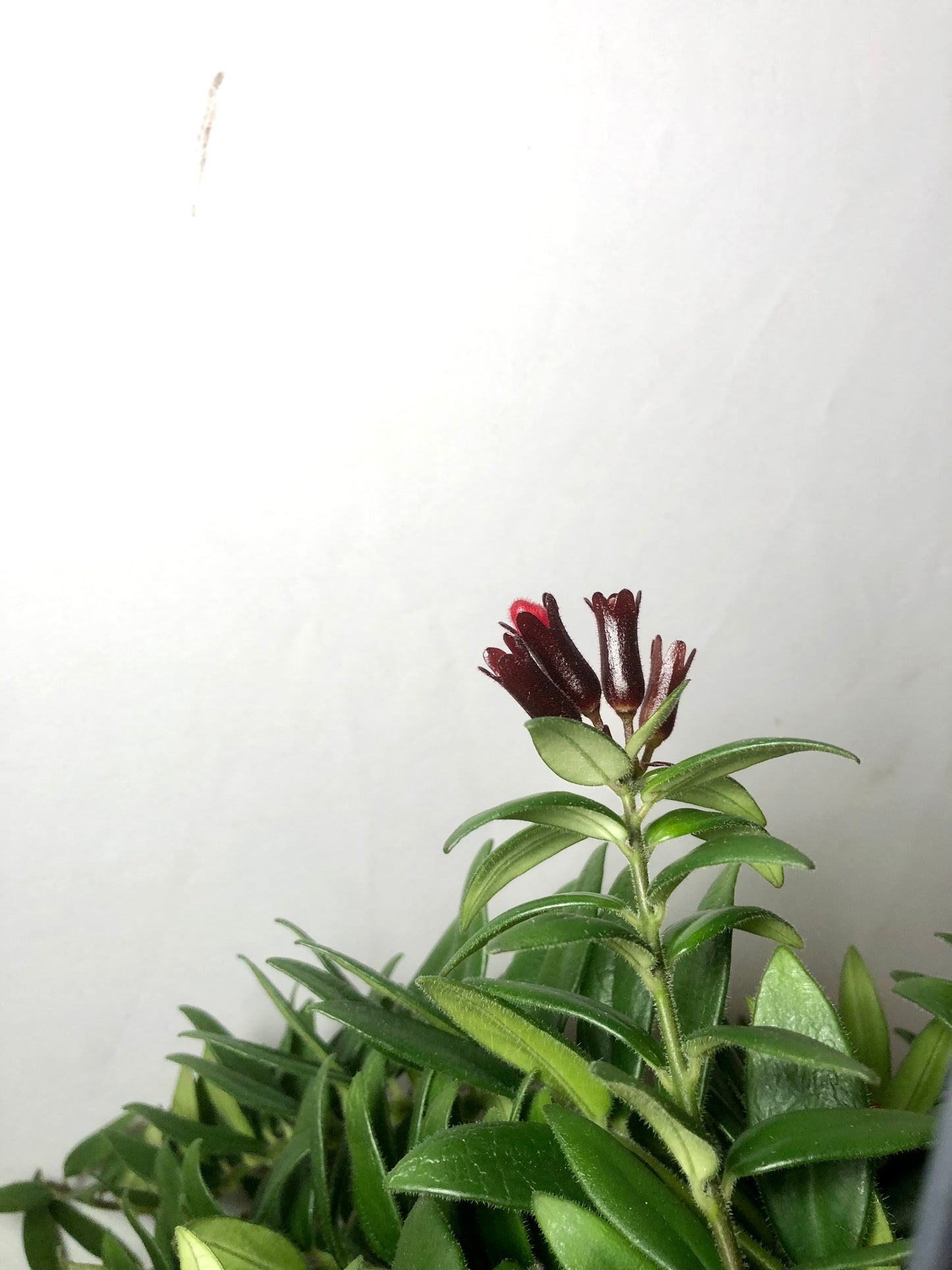 Aeschynanthus 'Caroline' - lipstick plant