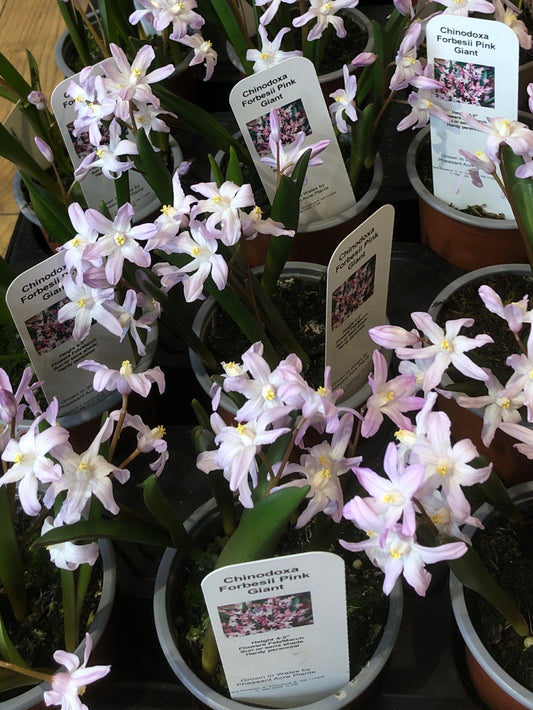 Chindoxa Forbesii Pink Giant -"Glory of the snow"