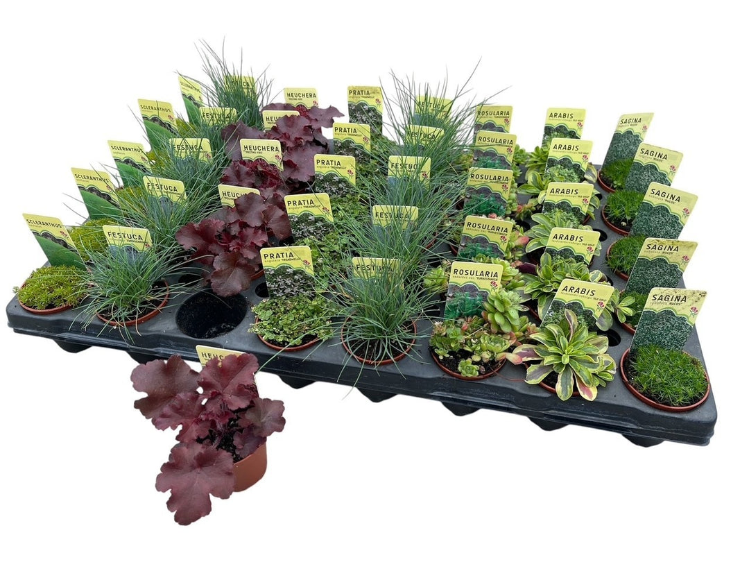 Baby Autumn Interest Plants Lucky Dip – Seasonal Colour & Texture Mix