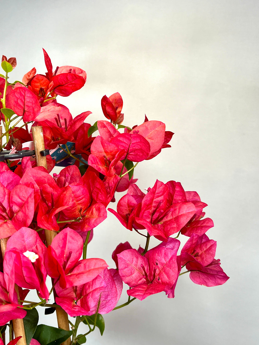 Bougainvillea Red