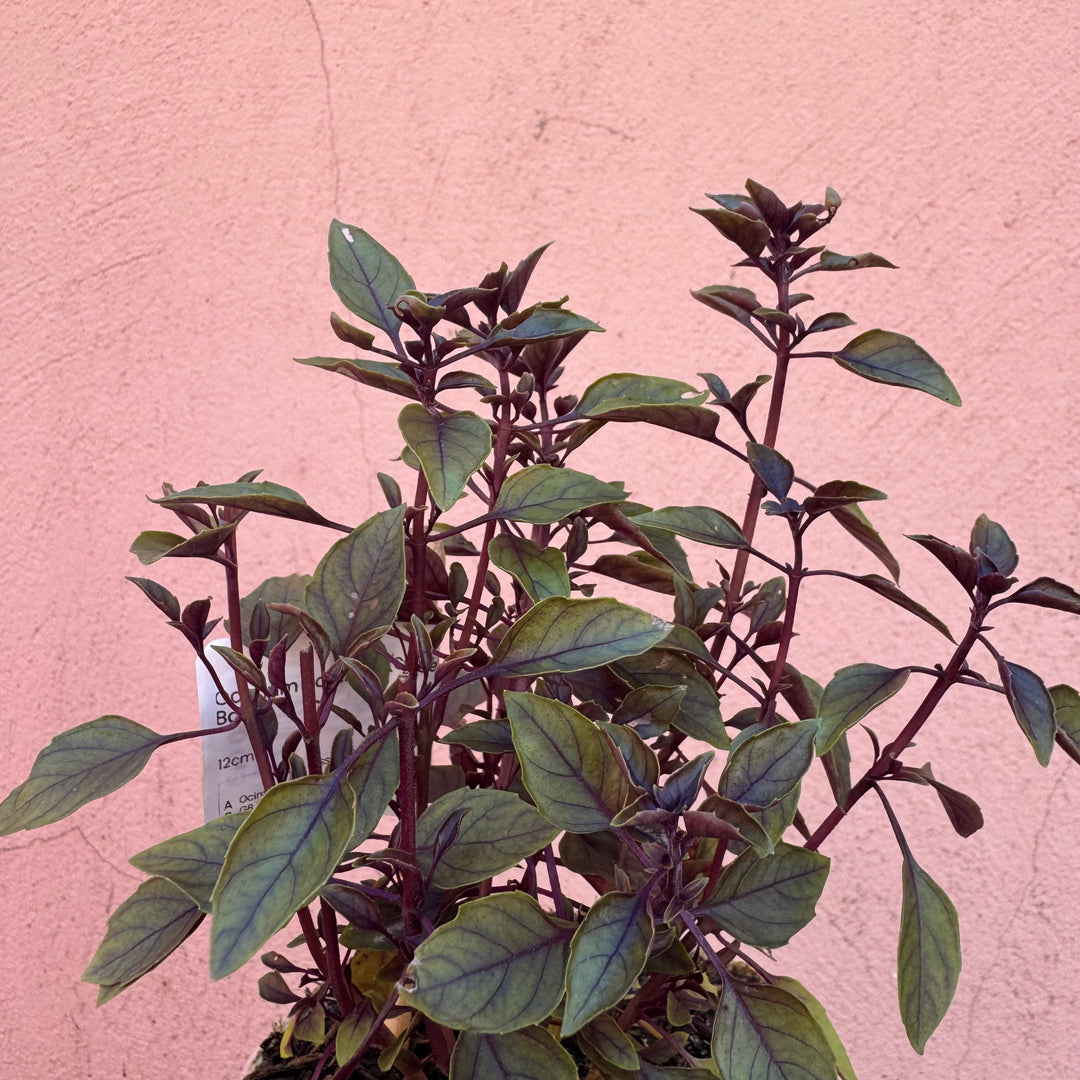 Ocimum basilicum (Sweet Basil)