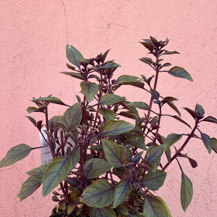 Ocimum basilicum (Sweet Basil)