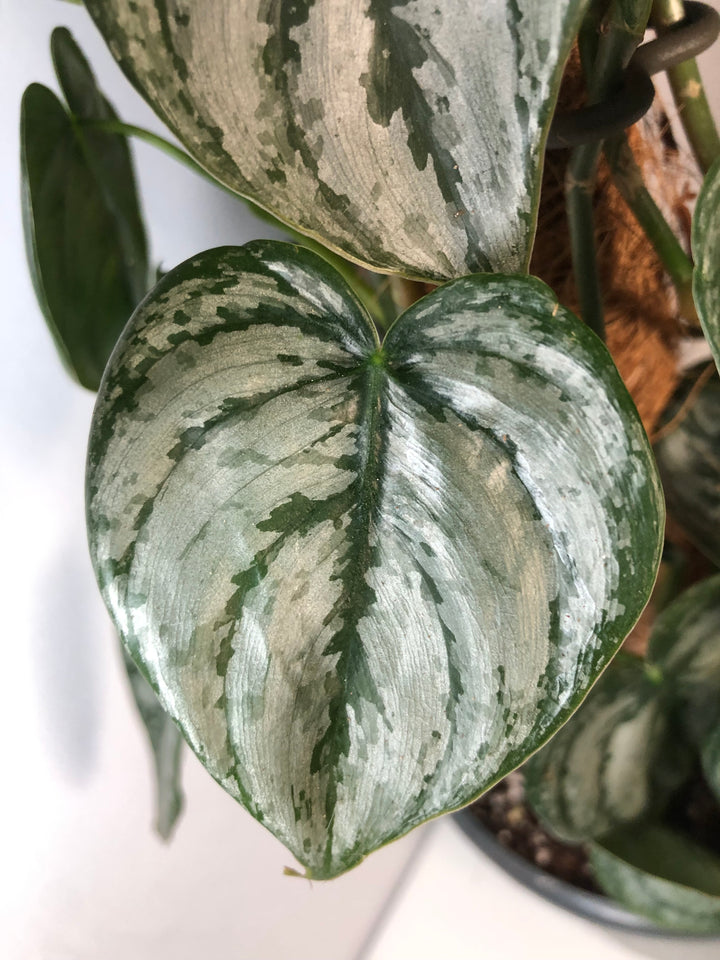 Philodendron Brandtianum