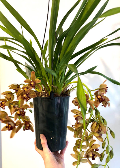 Cascade cymbidium - boat orchid