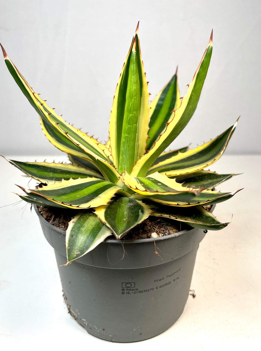 Agave Lophanta `quadricolour`