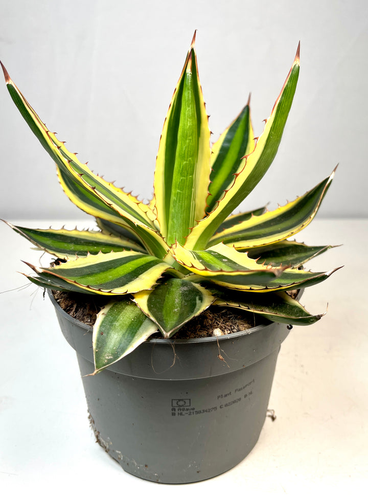 Agave Lophanta `quadricolour`
