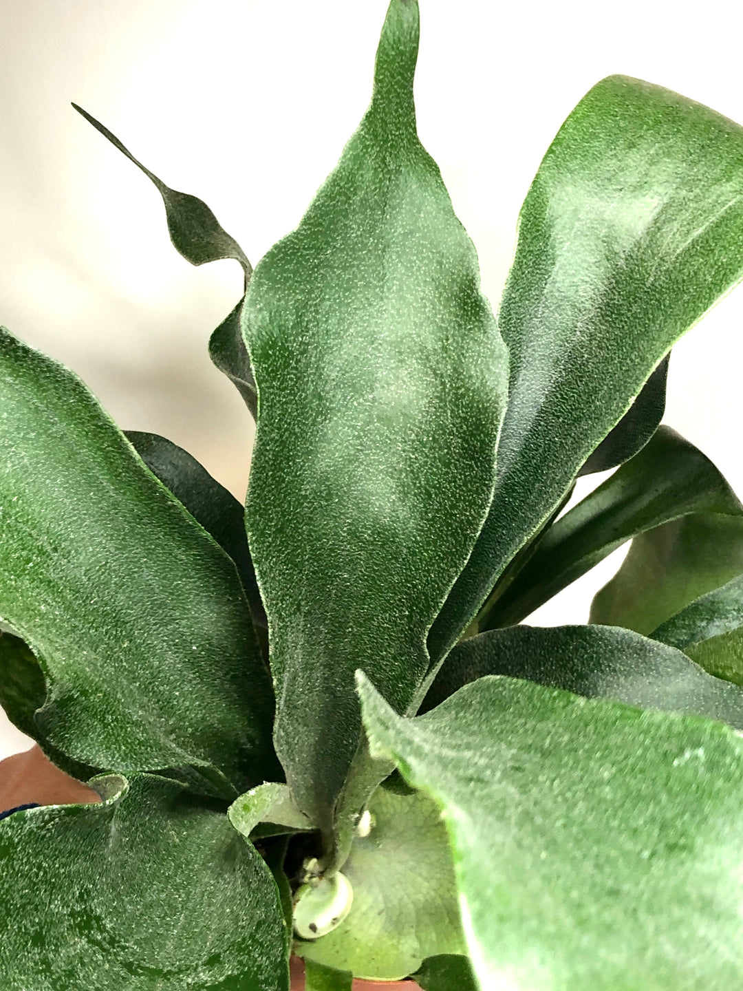 Platycerium Bifurcatum-Staghorn Fern