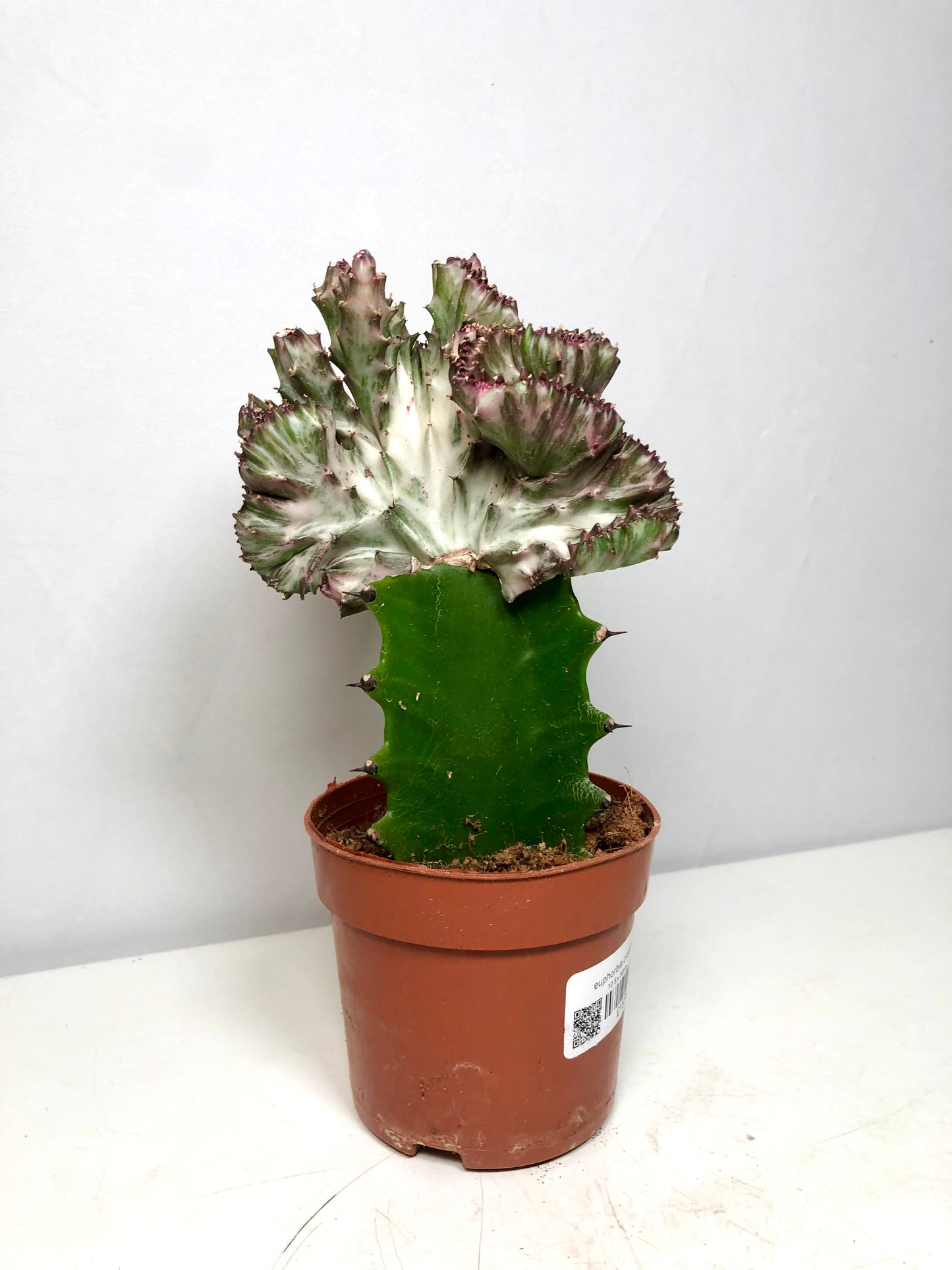 Euphorbia Cristata