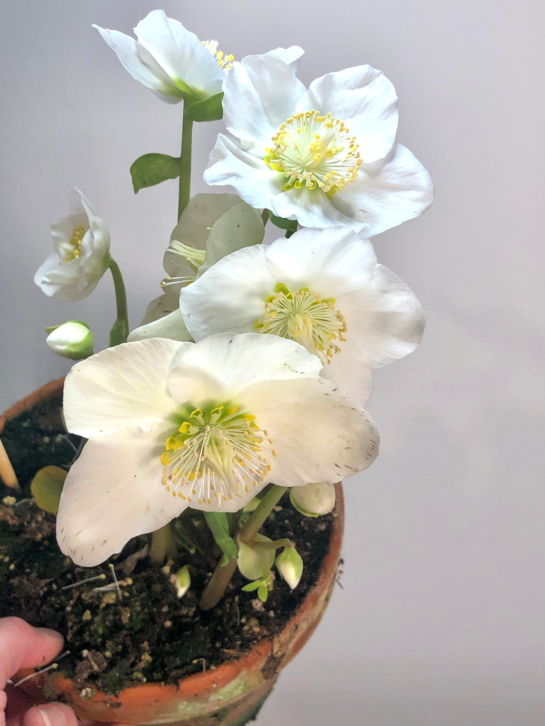 Helleborus niger Winter flower Christmas rose in terracotta