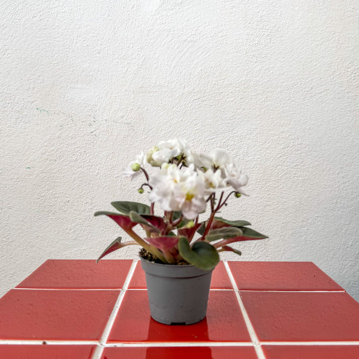 Saintpaulia – White Mini African Violet