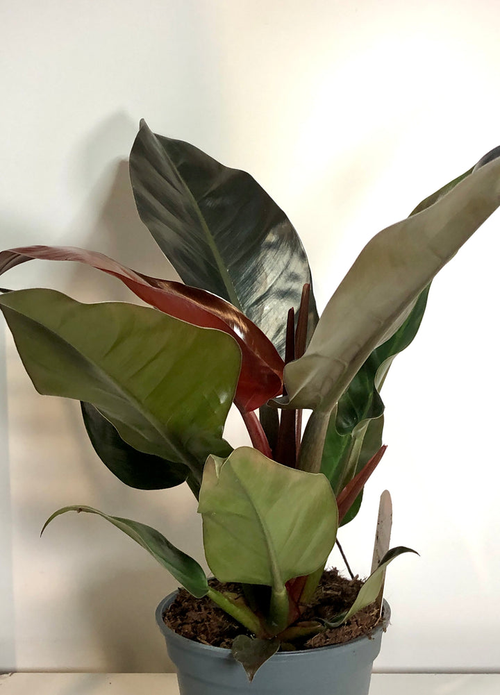 Philodendron Imperial Red