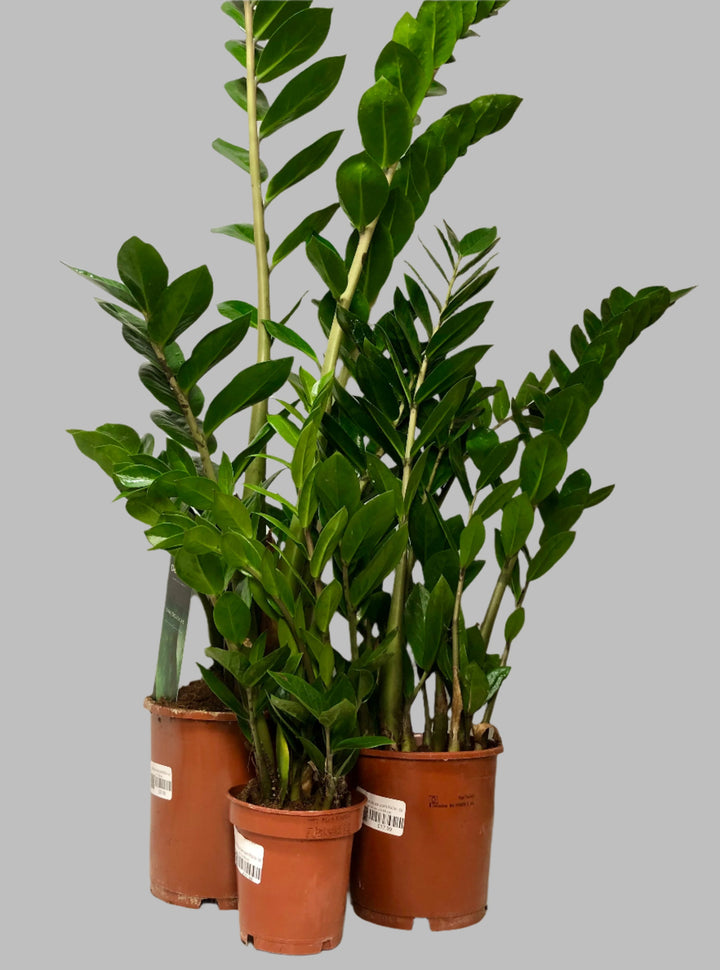 Zamioculcas Zamifolia- ZZ plant