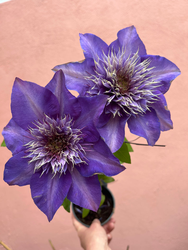 Clematis ‘Multi Blue’ (REDUCED)
