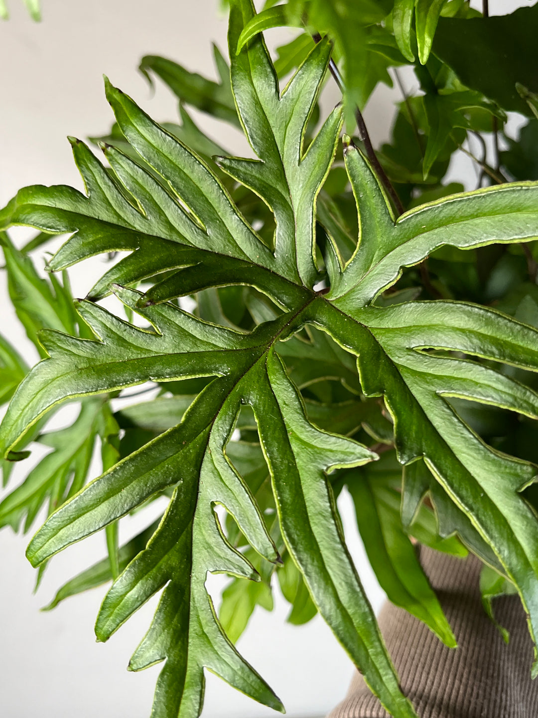 Doryopteris Pedata- digit fern- hand fern