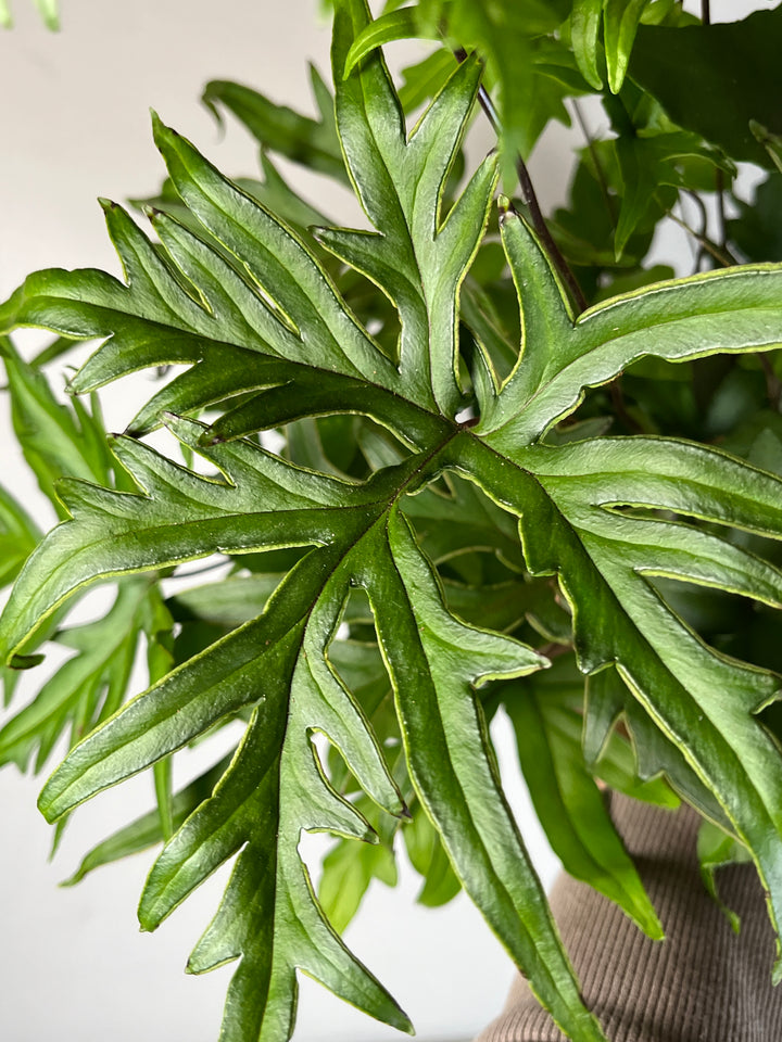 Doryopteris Pedata- digit fern- hand fern