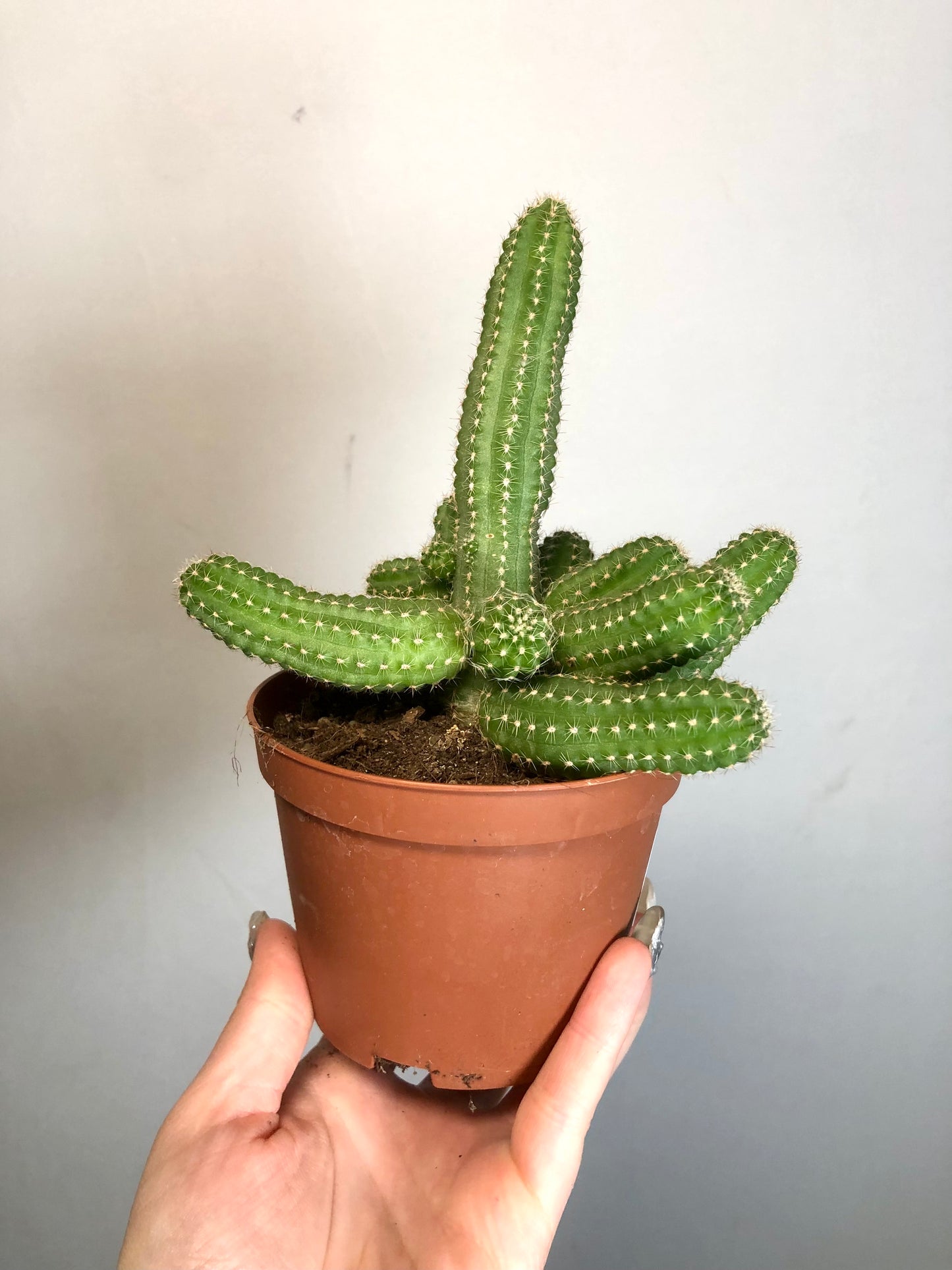 Chamaecereus Silvestrii - peanut cactus