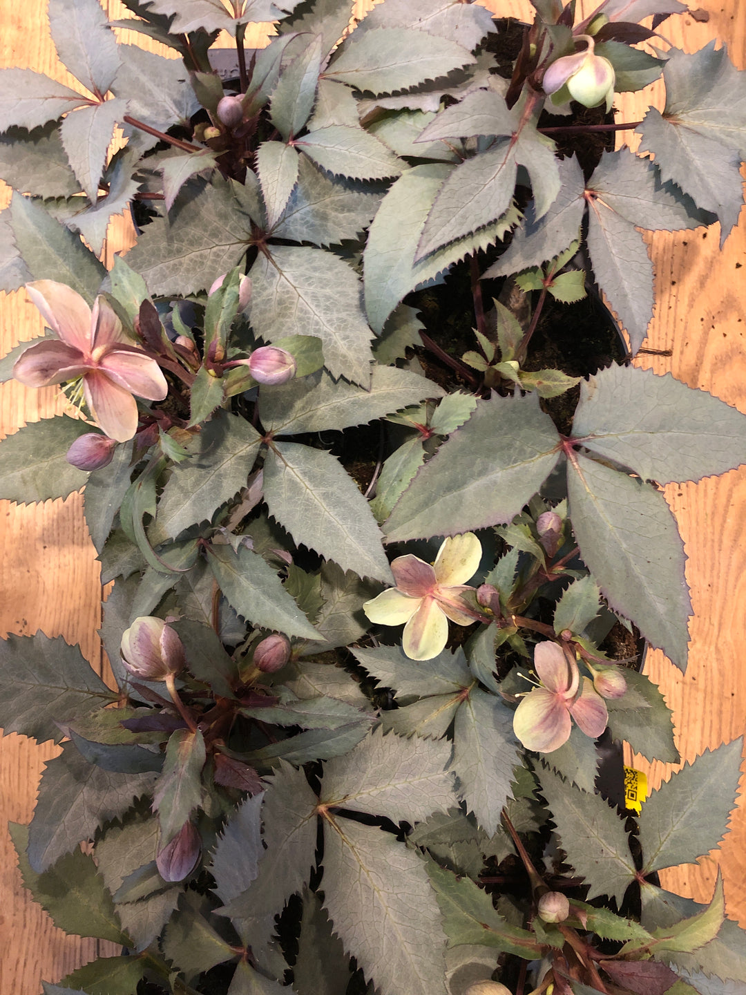 helleborus sternii silver dollar