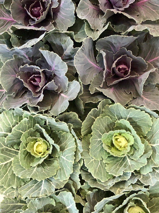 Brassica mix-ornamental cabbage