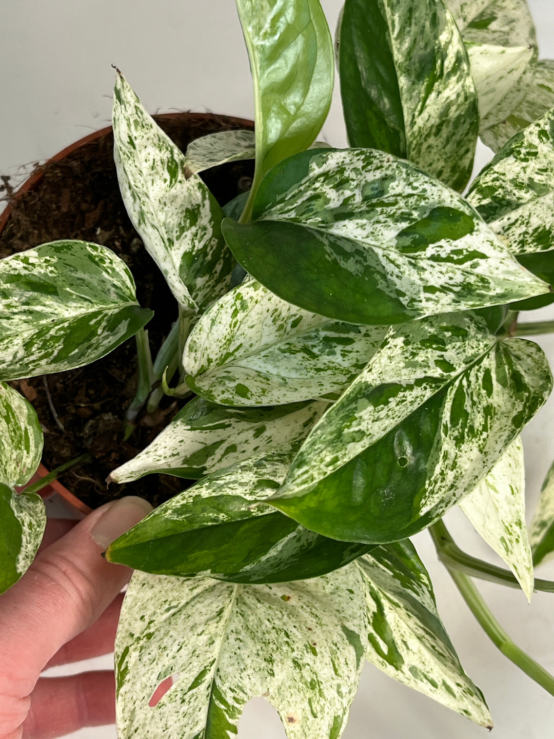 Epipremnum Marble Variegata