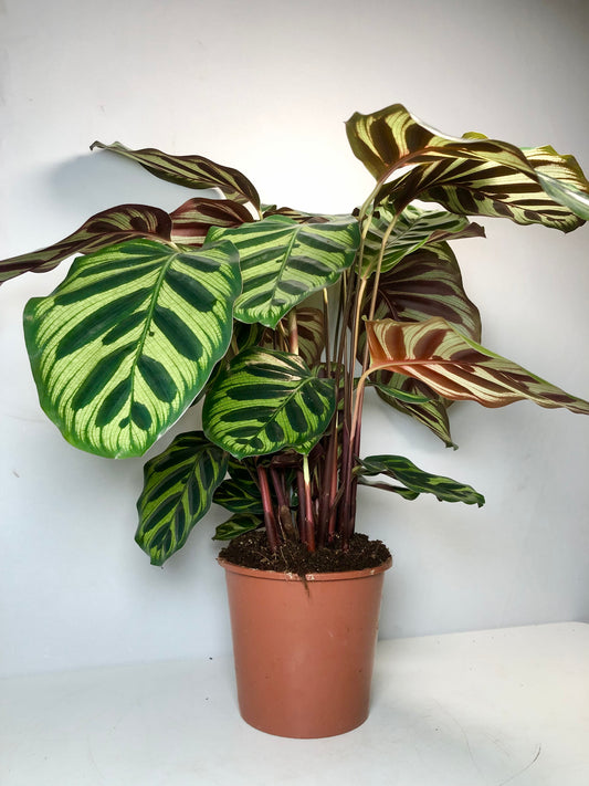 Calathea Makoyana