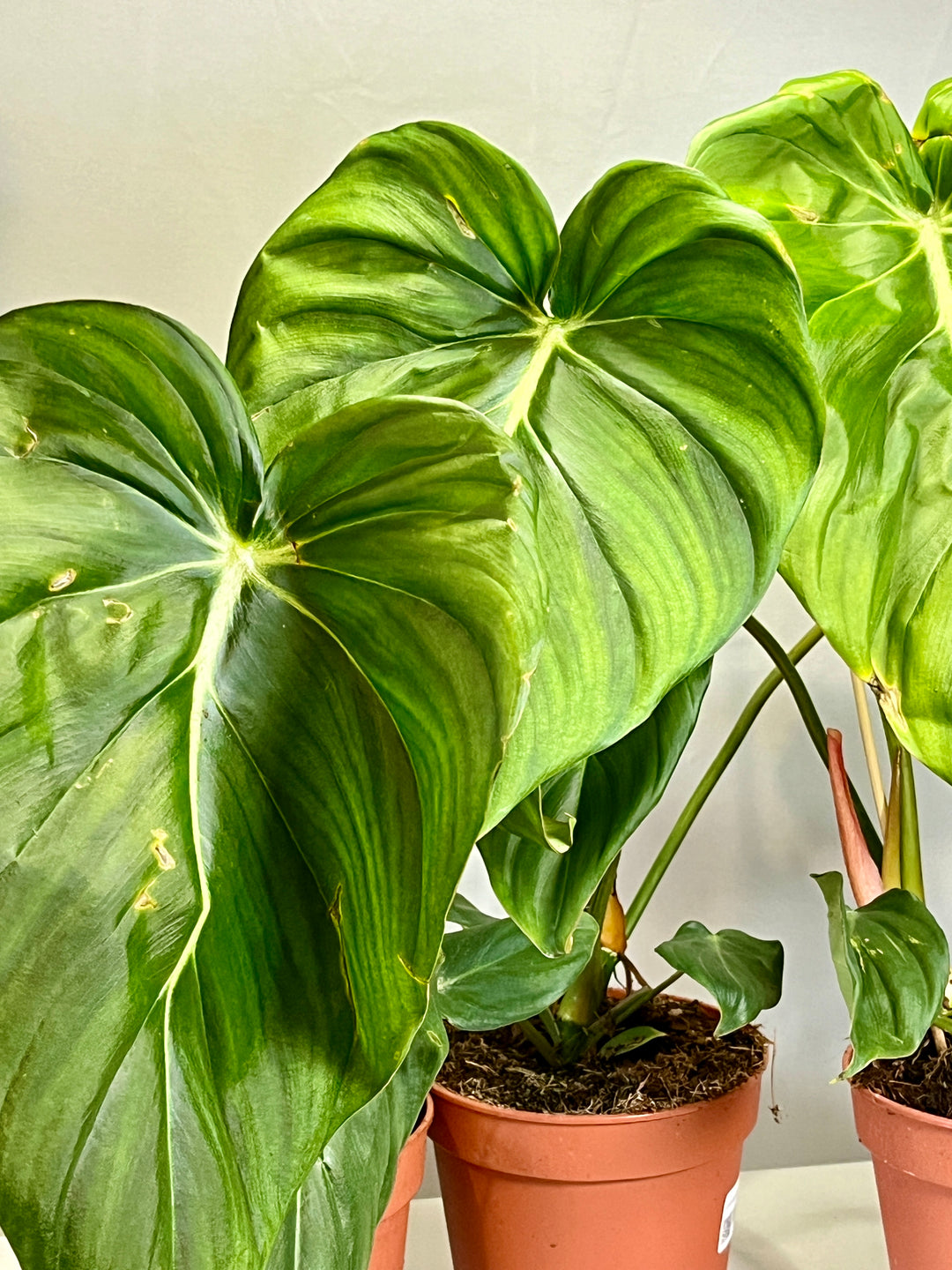 Philodendron Pastazanum
