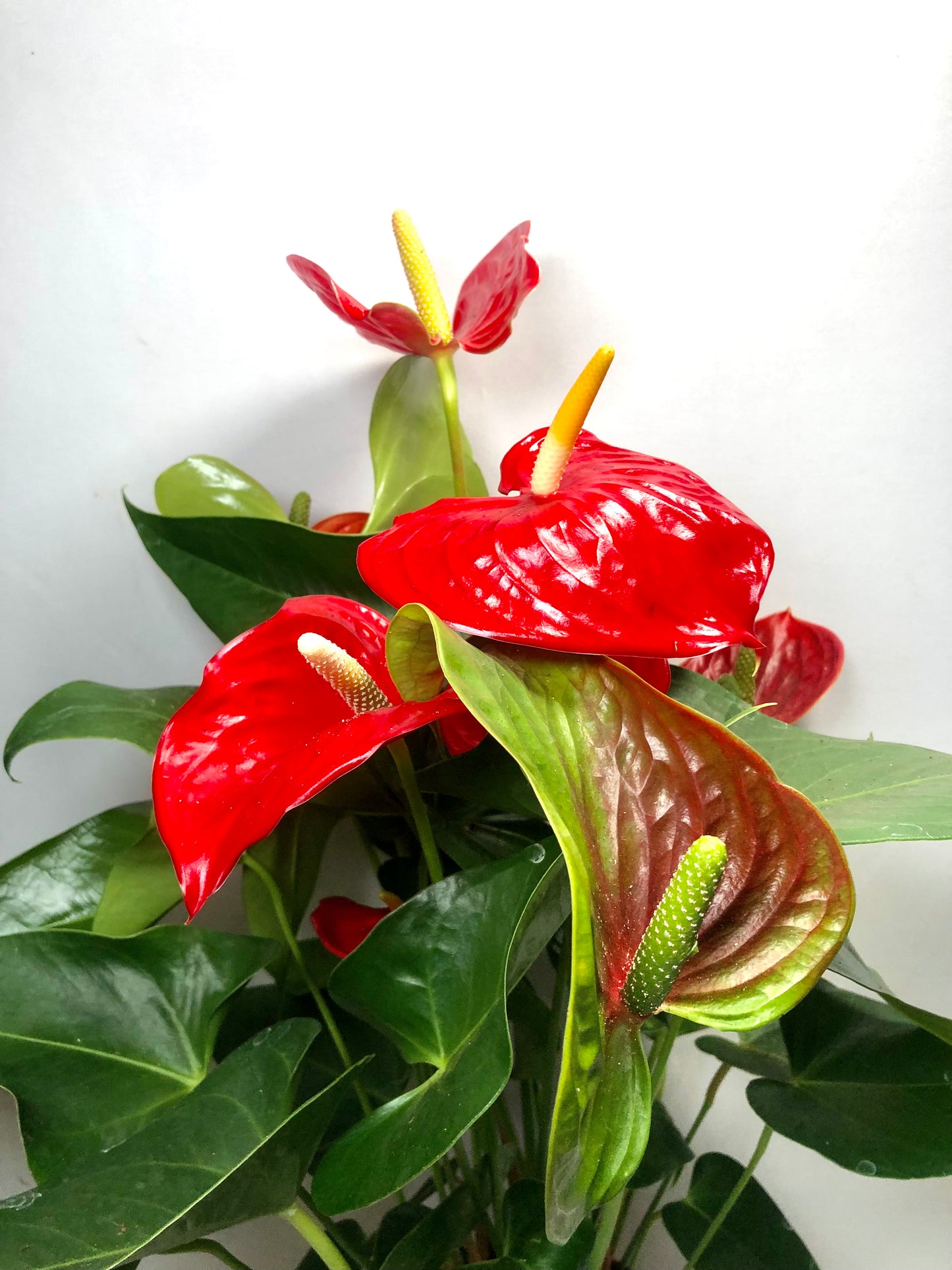 Anthurium Kentucky