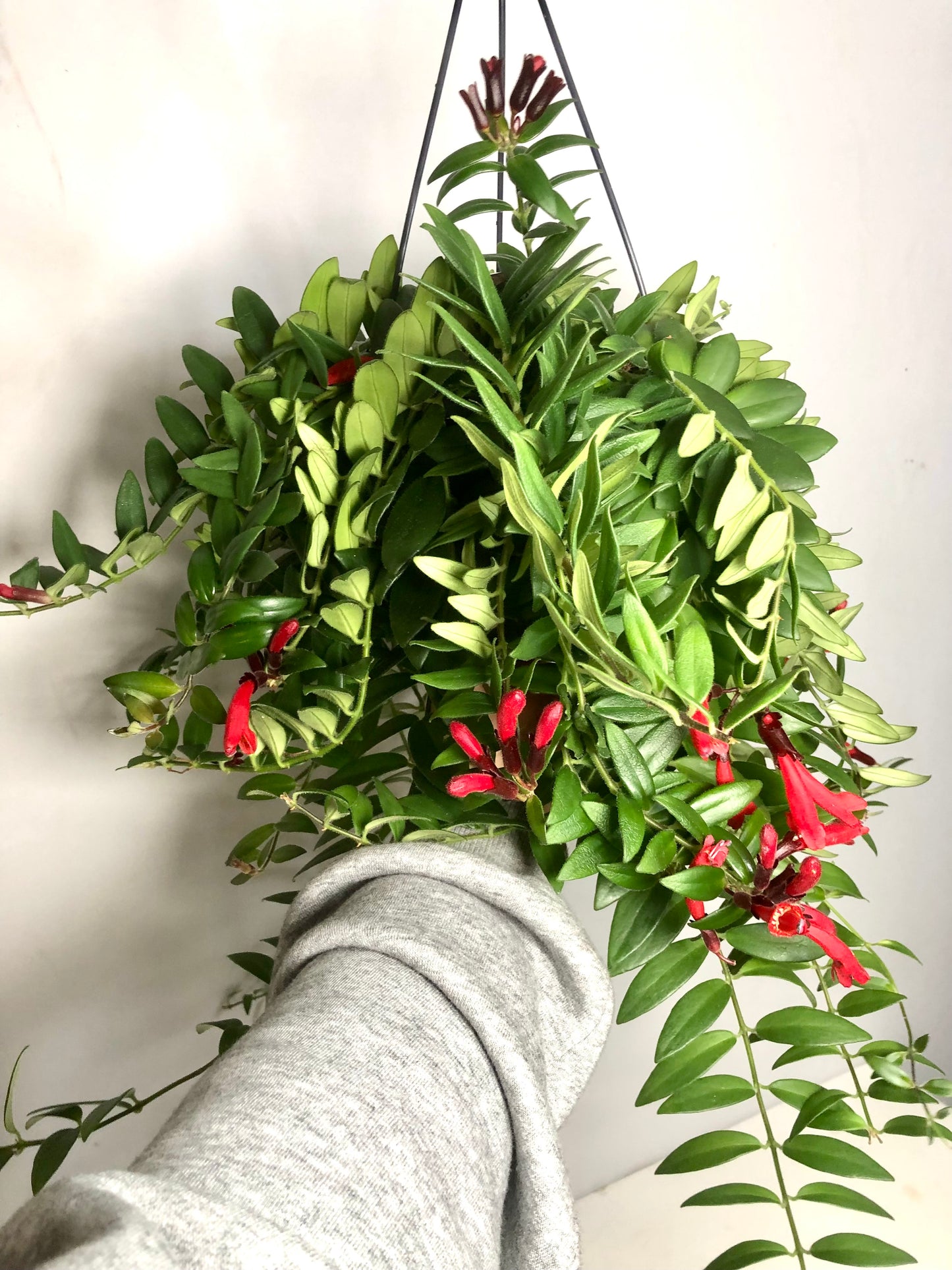 Aeschynanthus 'Caroline' - lipstick plant