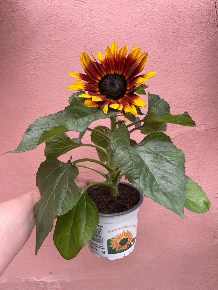 Helianthus annuus ‘Tiger Eye’ - Annual Sunflower