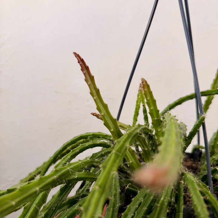 Aporocactus Melanie - Foxtail cactus