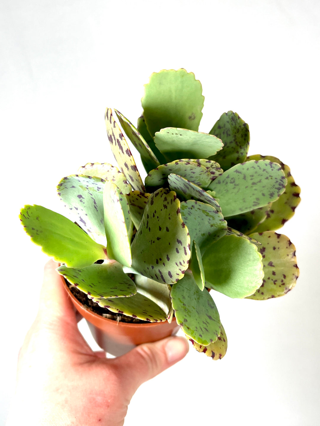 Kalanchoe Marmorata (tiger)