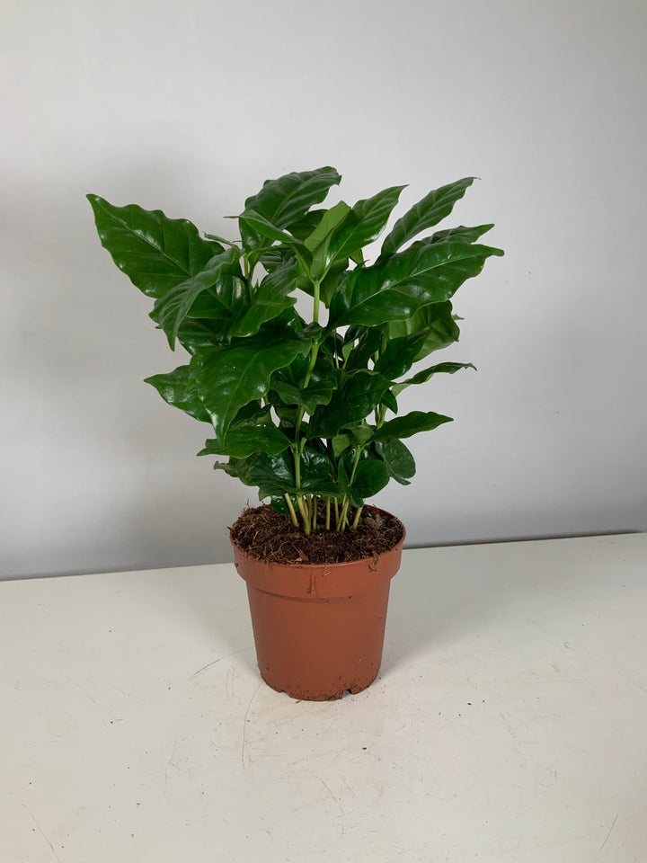 Coffea Arabica - coffee plant