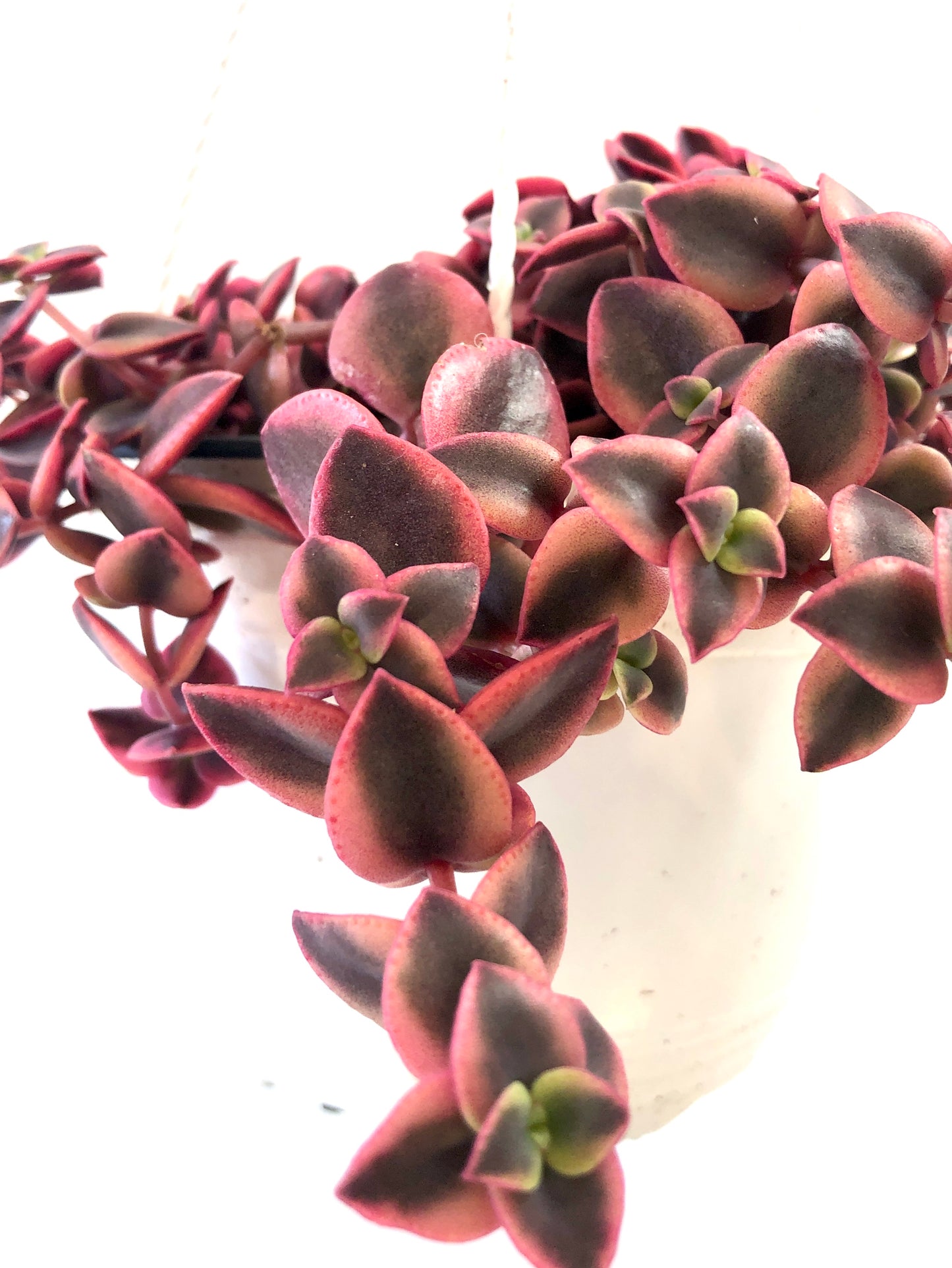 Crassula Marginalis