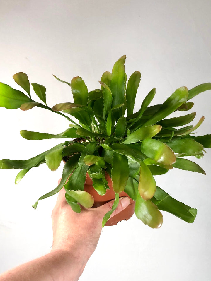 Rhipsalis Red Coral