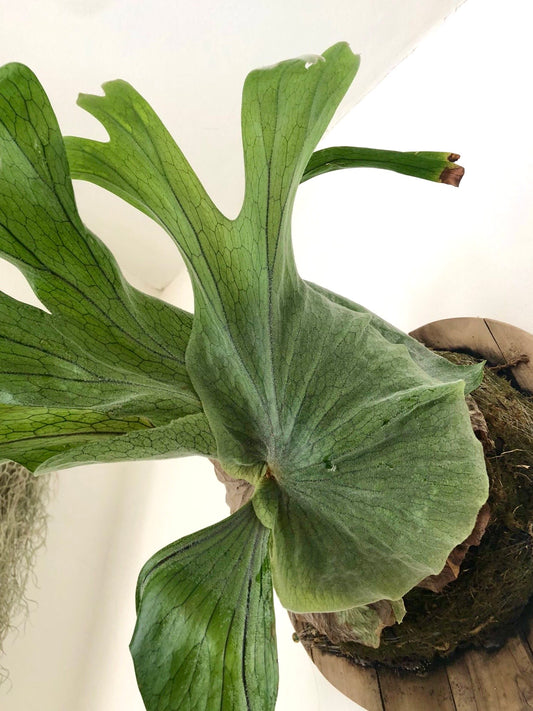 Mounted Staghorn Fern Workshop