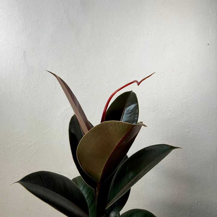 Ficus elastica lucky dip – Rubber Plant