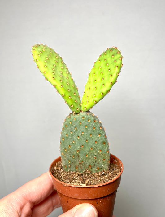 Opuntia Microdasis Rufida- bunny ear cactus