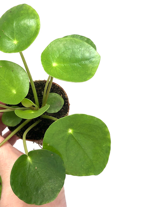 Pilea Peperomoides