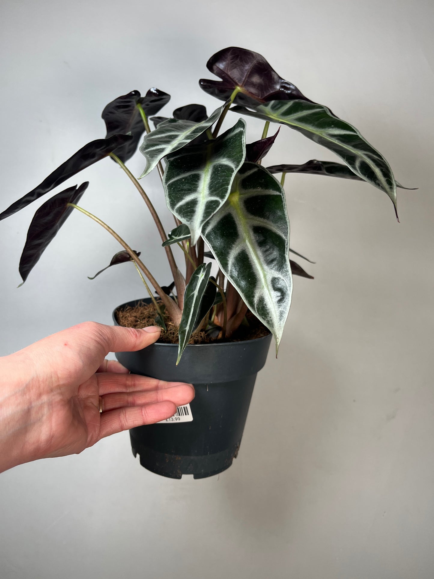 Alocasia Bambino Arrow