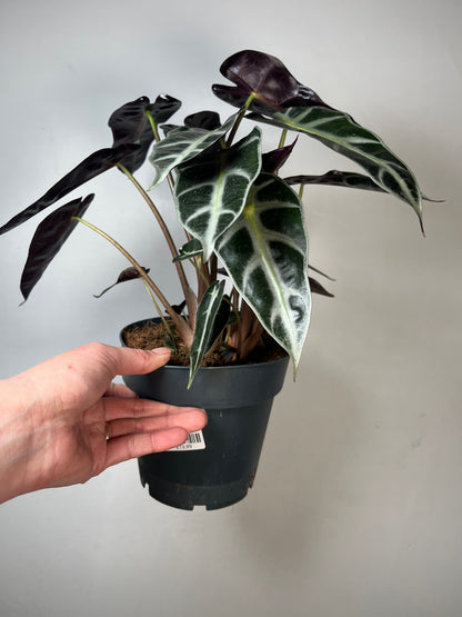 Alocasia Bambino Arrow