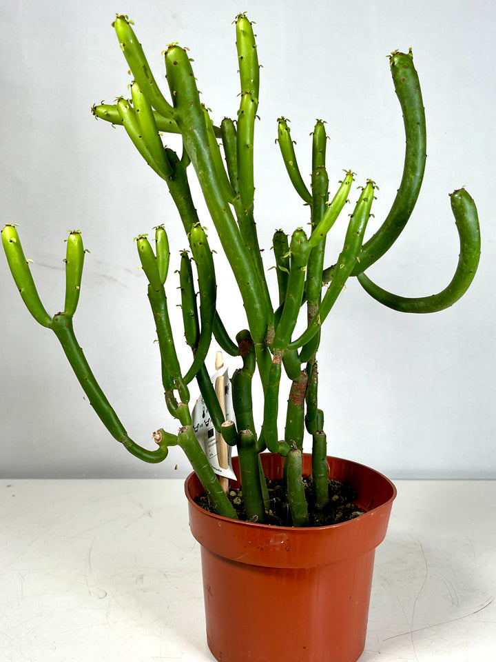 Euphorbia Cedorum