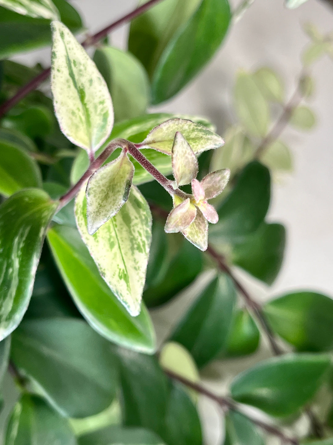 Aeschynanthus Lobbianus Variegatus -Varigated Lipstick plant