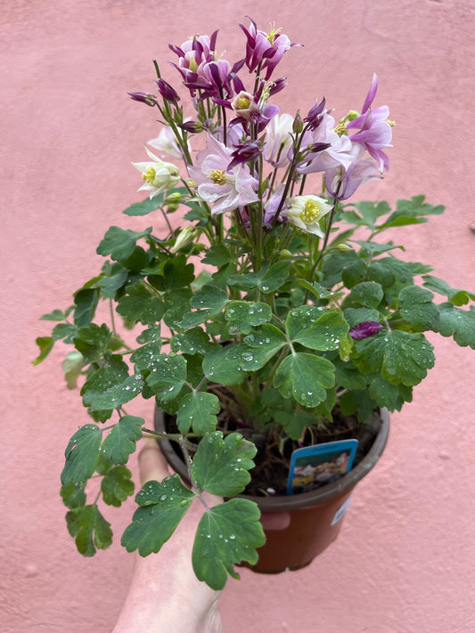 Aquilegia Biedermeier