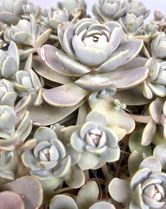 Orostachys Furusei