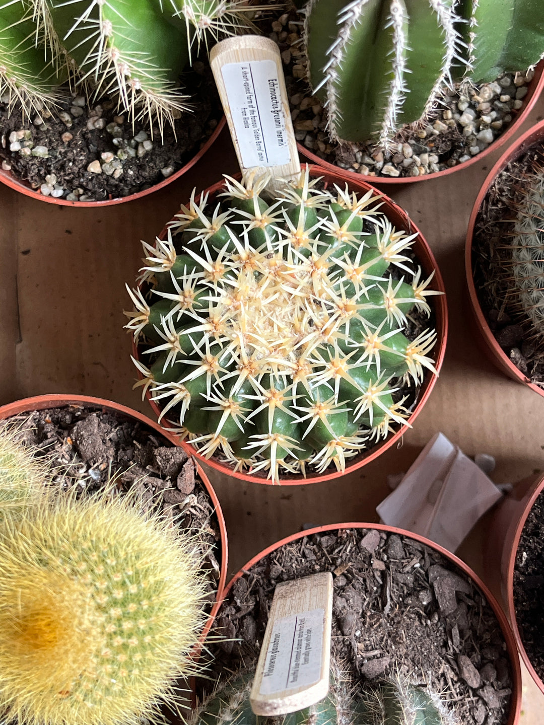 Cacti Mix