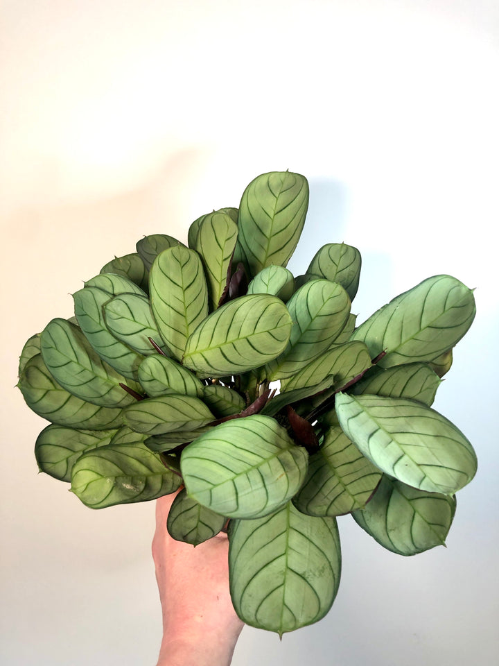 Ctenanthe burle-marxii ‘Amagris’ -never never plant