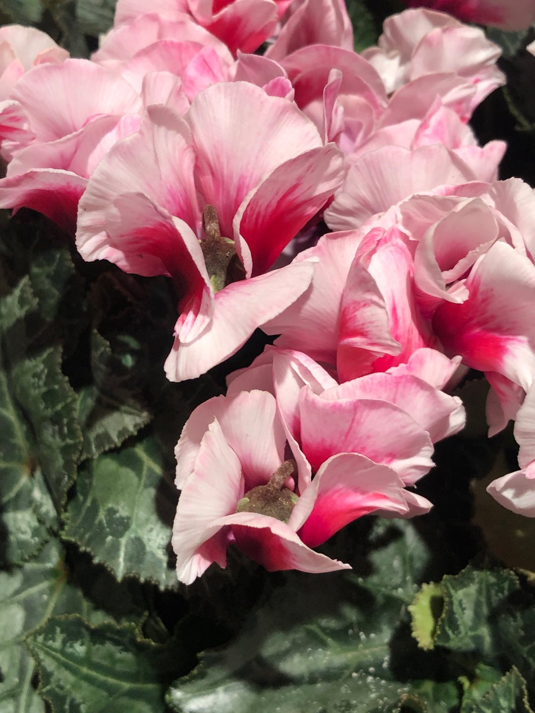 Cyclamen Kl Aloha