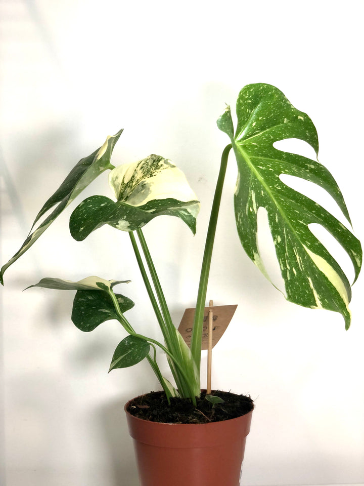 Monstera Thai Constellation